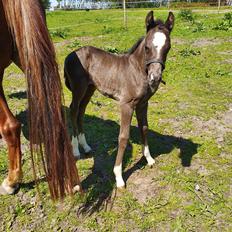 Welsh Partbred (Sec F) R.N. Famous Royal 