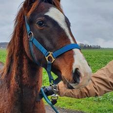 Holstener Santibello