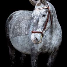 Knabstrupper Funder Nørhedes Rasmine