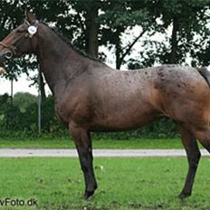 Knabstrupper Nanna af Dutterup KNN 2314