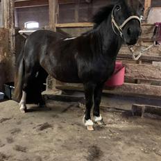 Shetlænder Veldt’s Hope Of Dreams