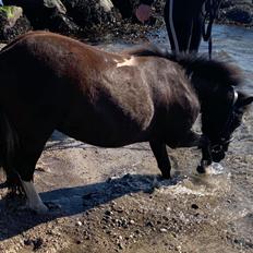 Shetlænder Veldt’s Hope Of Dreams