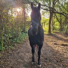 Anden særlig race Loke