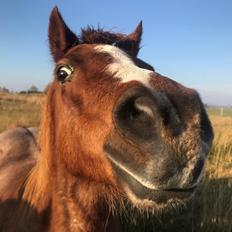 Welsh Mountain (sec A) Lunds baby jane