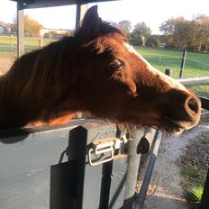 Welsh Mountain (sec A) Lunds baby jane