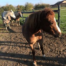 Welsh Mountain (sec A) Lunds baby jane