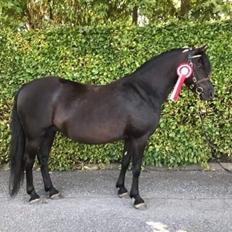 Dartmoor Bella (solgt)