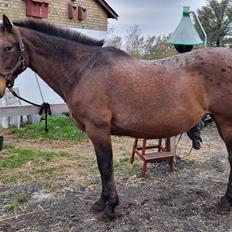 Knabstrupper Nanna af Dutterup KNN 2314 SOLGT