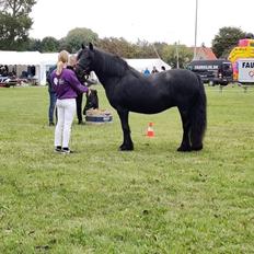 Fell pony Lowlands Heather UDLÅNT