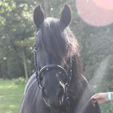 Fell pony Lowlands Heather UDLÅNT