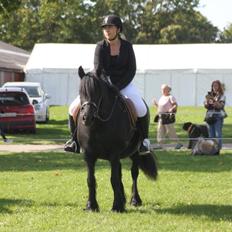 Fell pony Lowlands Heather UDLÅNT