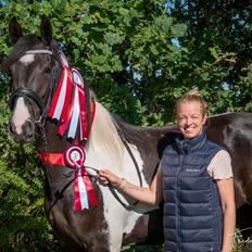 Barockpinto Tineke fan Stald Barok