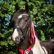 Barockpinto Tineke fan Stald Barok