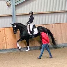 Dansk Varmblod Enjoy Florida RDH