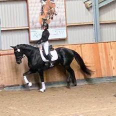 Dansk Varmblod Enjoy Florida RDH