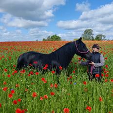 Fell pony - Horshauges Cara Mia
