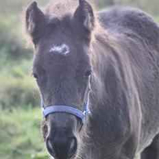 Fell pony - Hollyhusets Aimee