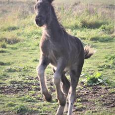 Fell pony - Hollyhusets Aimee