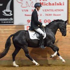 Welsh Partbred (Sec F) Struntze´s Good Point BRSDH 836