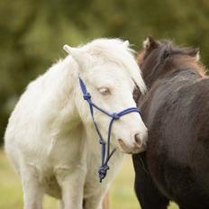 Shetlænder Aastrupgaards spinel