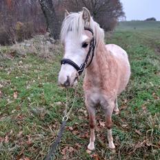 Welsh Mountain (sec A) noerrelide's Santos 