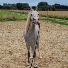 Welsh Mountain (sec A) Miss Minnie (Hide)