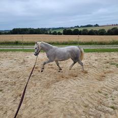 Welsh Mountain (sec A) Miss Minnie (Hide)