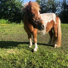 Anden særlig race Mynte