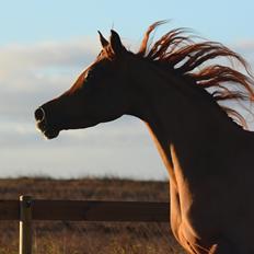 Arabisk fuldblod (OX) Ivalina Wind