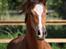 Welsh Cob (sec D) Rhosynfryd Rosiebelle