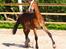 Welsh Cob (sec D) Rhosynfryd Rosiebelle