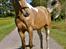 Tennessee Walker | Coin's Up for Justice