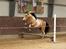 Tennessee Walker | Pride'n'Justice - Foto: Tanja Andersen