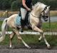 Welsh Pony (sec B) Eyarth Santiago (Avlshingst)