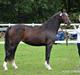 Welsh Partbred (Sec F) Struntze's Game Player