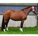 Welsh Partbred (Sec F) Struntze´s Glowing Power RSDH 878