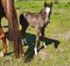 Welsh Partbred (Sec F) R.N. Famous Royal 