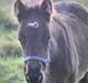 Fell pony - Hollyhusets Aimee