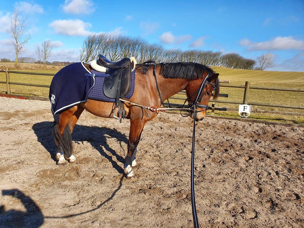 Welsh Partbred (Sec F) Struntze´s Go Believe billede 41