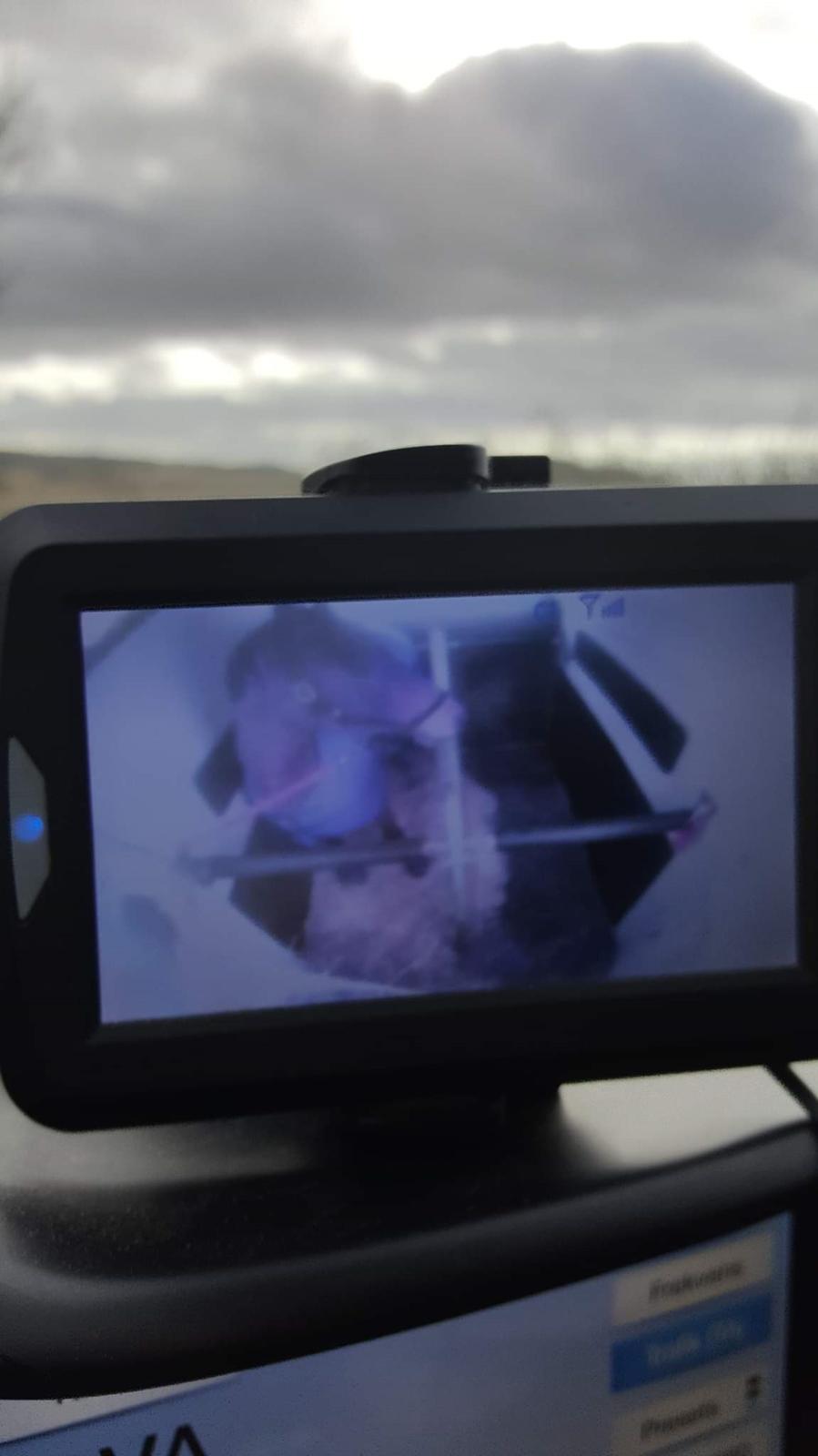 Welsh Partbred (Sec F) Struntze´s Go Believe billede 43