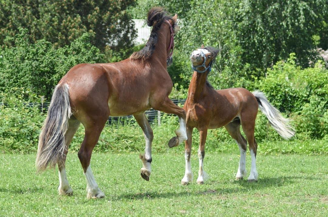 Welsh Mountain (sec A) Twickels Hercules  billede 5