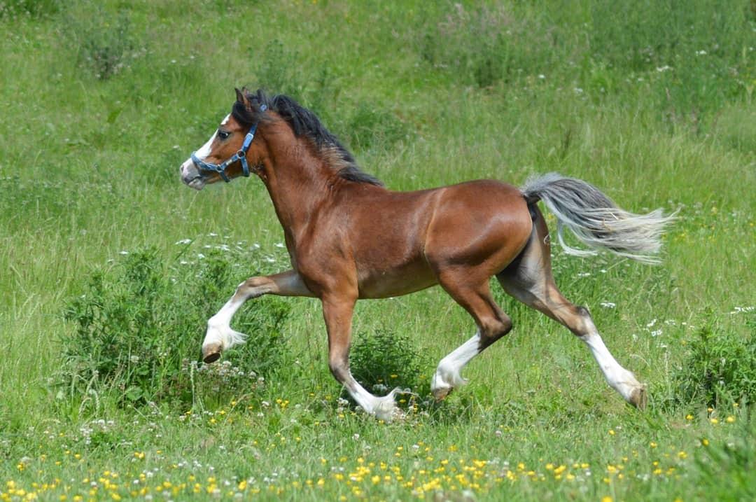 Welsh Mountain (sec A) Twickels Hercules  billede 6