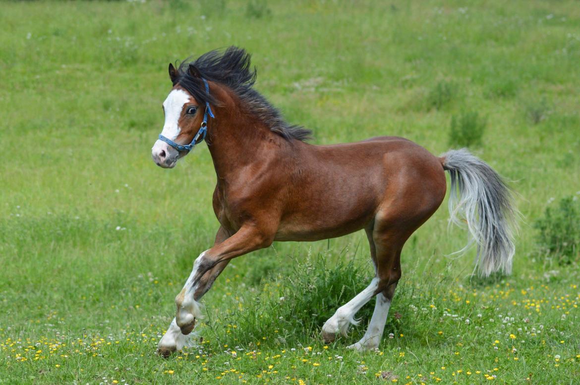 Welsh Mountain (sec A) Twickels Hercules  billede 9