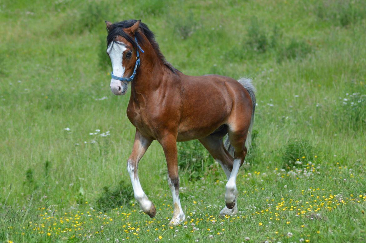 Welsh Mountain (sec A) Twickels Hercules  billede 10