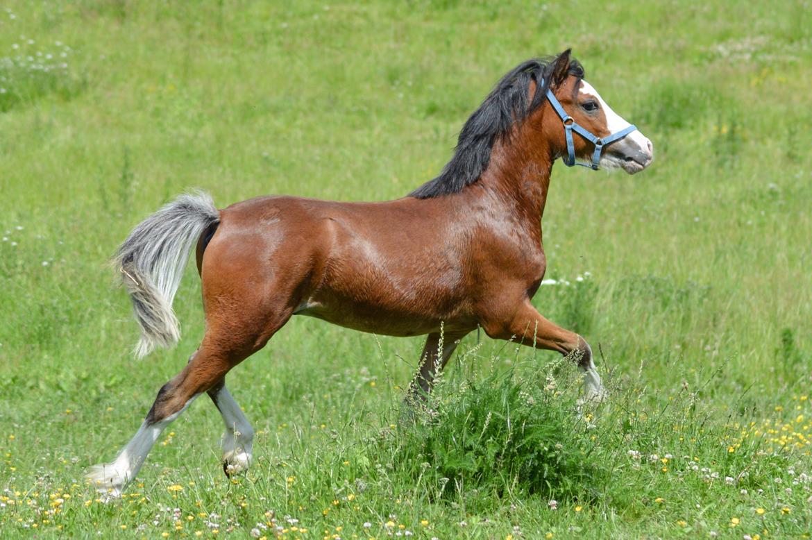 Welsh Mountain (sec A) Twickels Hercules  billede 12