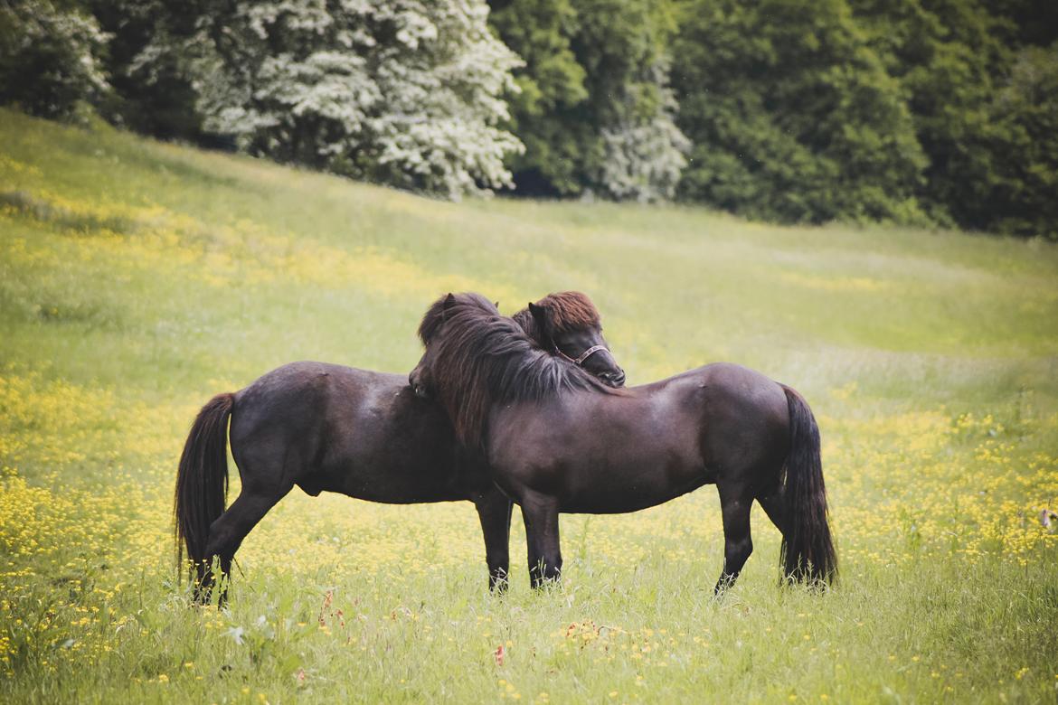 Islænder Pipar fra Katulabo billede 1