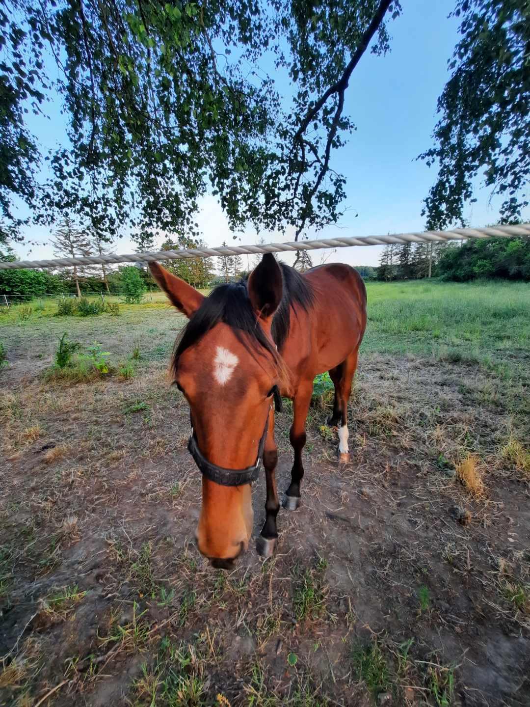 Anden særlig race Kiksen kia billede 11