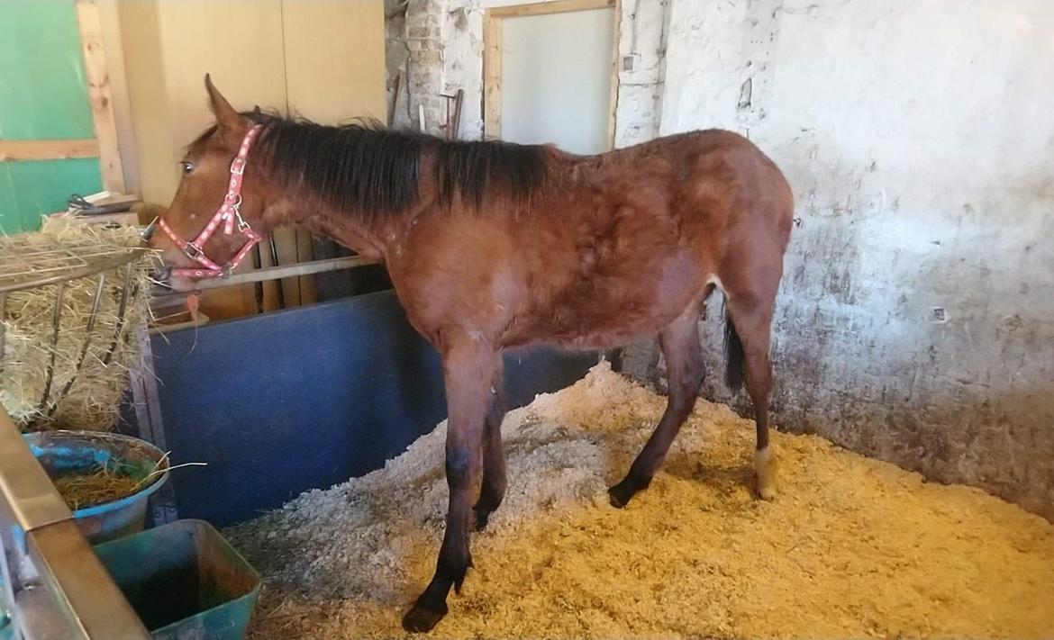 Anden særlig race Kiksen kia - 9 mdr gammel billede 12