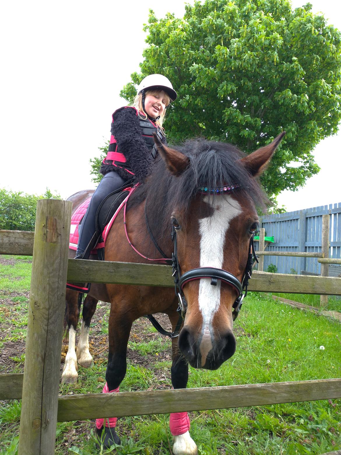 Welsh Pony af Cob-type (sec C) Chopin's Primmy billede 2