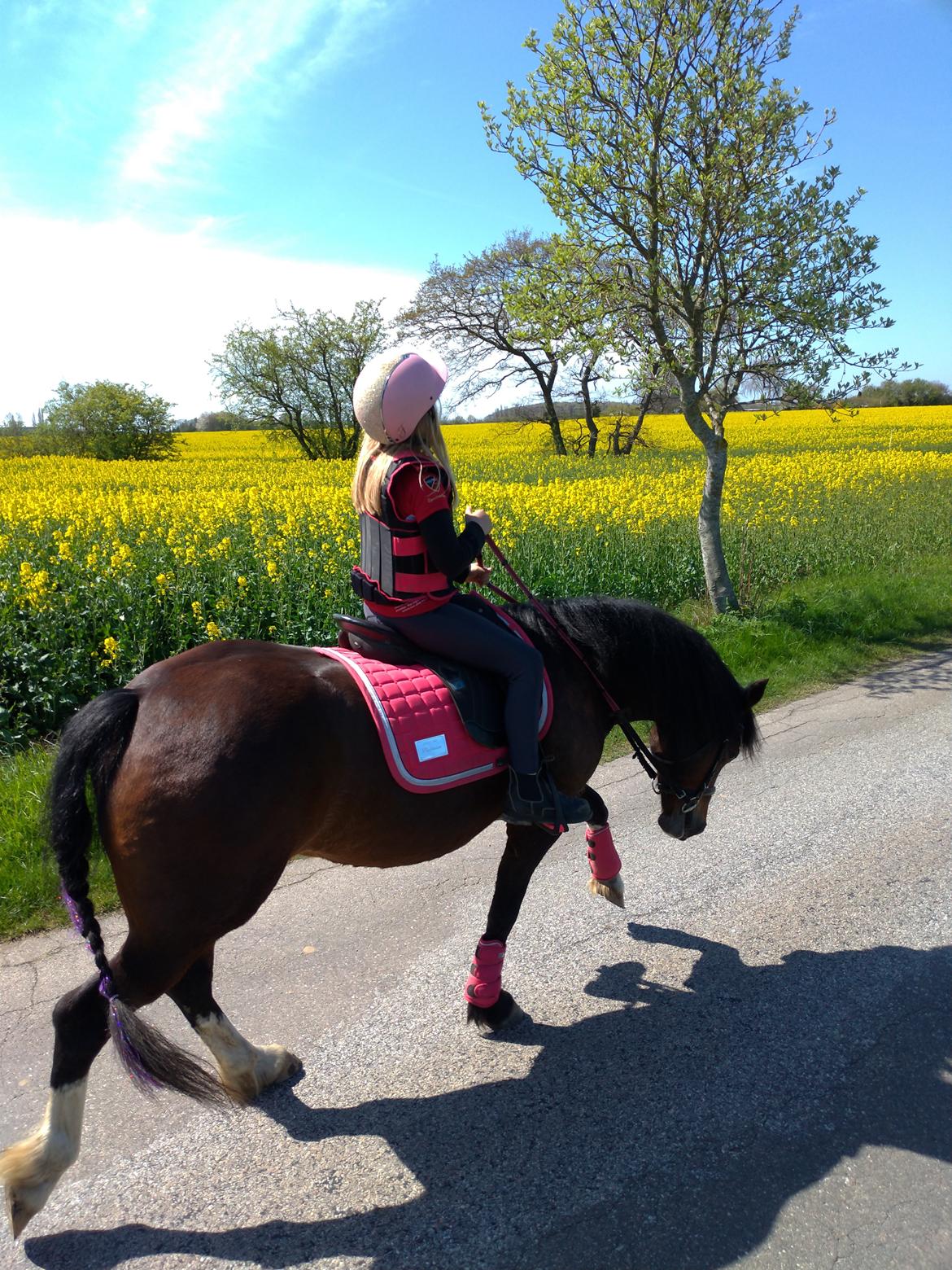 Welsh Pony af Cob-type (sec C) Chopin's Primmy billede 4